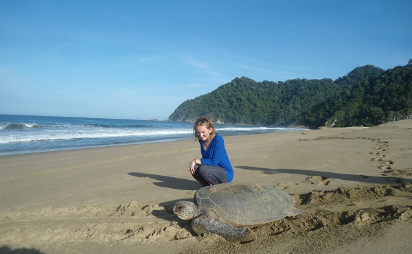 Biggest turtle in sukamade beach 